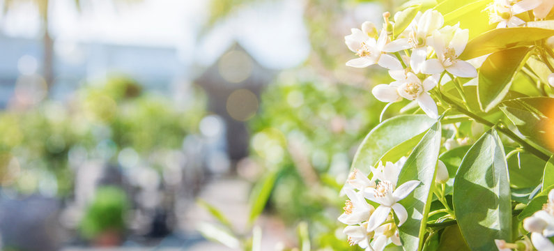 Fresh flowers. Spring background.Orange tree