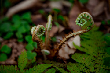 young fern growing in the forest