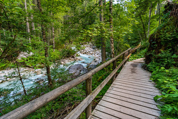 The wild and romantic magic forest