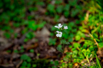 forest,small flowers that grow in the grass near the tree