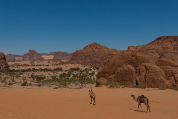 Natural rock formations and walking camels, Chad, Africa