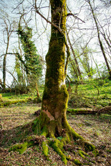 a tree in the forest,covered with moss, grows in summer.on sunny days