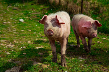 dirty, young pigs, walking on the street, on a summer day, in the village
