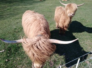 2 cows Scottish Shetland hair beige