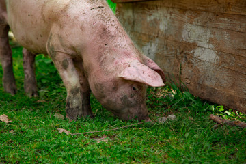 dirty, young pigs, walking on the street, on a summer day, in the village