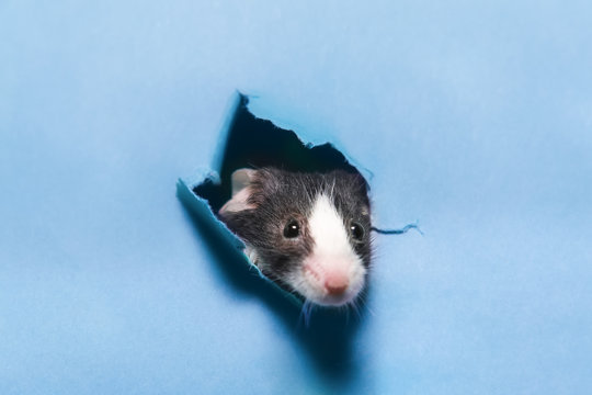 Cute mouse peeking through a ripped hole in a blue paper