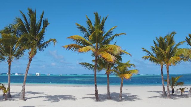 Tropical background. Palm trees on the caribbean sea. isolated white sand beach and blue water. Paradise island. Dominican Republic