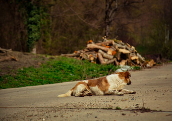 the dog is lying on the road, in the summer, on a Sunny day