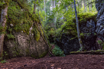 The wild and romantic magic forest