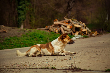 the dog is lying on the road, in the summer, on a Sunny day