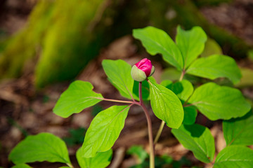 pink flower Bud, growing in the forest.among the green grass