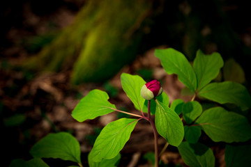 pink flower Bud, growing in the forest.among the green grass