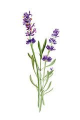 Lavender flowers isolated on white background. Watercolor botanical illustration