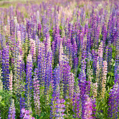 Blooming lupine flowers. A field of lupines. Violet and pink lupin in meadow. Colorful bunch of...