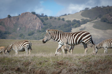 Obraz premium Zebra Walking in Field - Central Coast of California