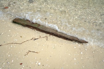 Piece of wood in the beach