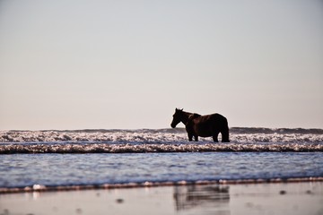 Horse in the Water