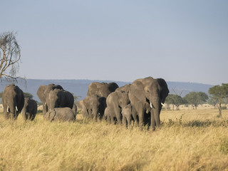 an elephant herd walking towards the camera at serengeti