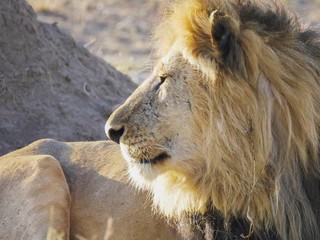 a male lion looking to the side in serengeti np © chris
