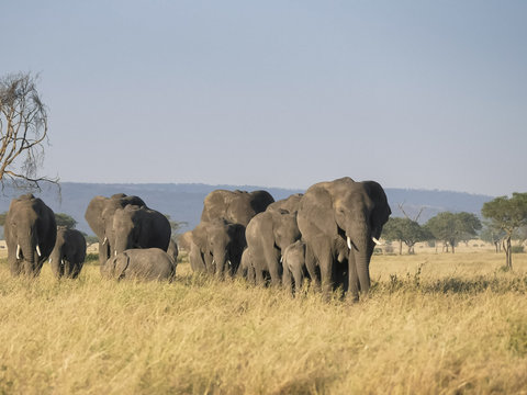 An Elephant Herd Walking Towards The Camera At Serengeti