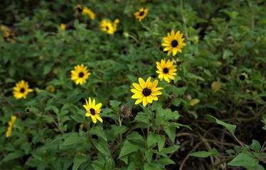 field of yellow flowers