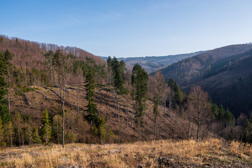 tree stumps after felling a tree in the  mountains, Czech Beskydy