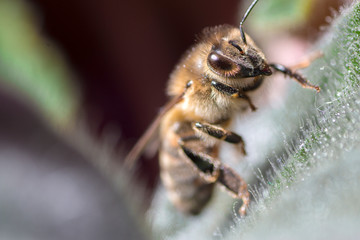 Latin Apis Mellifera bee or honey bee details. Macro photography.
