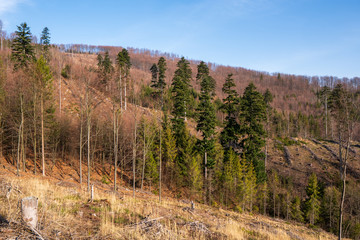 forest in the mountains after attacking the hen and removing the tree