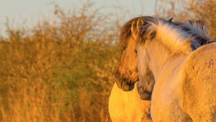 Horses in a field with reed below a blue sky in sunlight at sunrise in spring © Naj