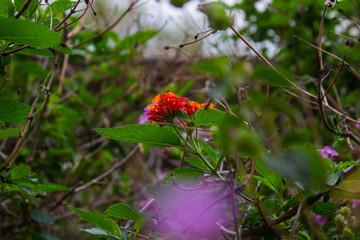 Fotografía macro de la planta mexicana 