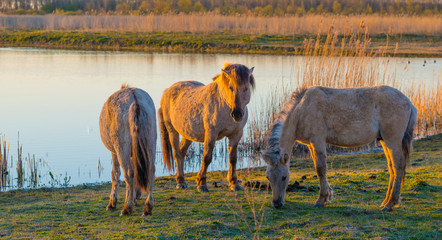Horses in a field along the edge of a lake below a blue sky in sunlight at sunrise in spring © Naj