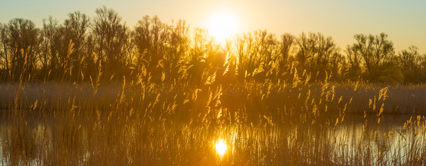 Reed along the edge of a lake below a blue sky in sunlight at sunrise in spring