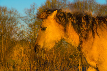 Horse in a field with reed below a blue sky in sunlight at sunrise in spring © Naj