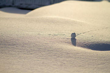 Fototapeta na wymiar snow ball on someone's day on fresh snow