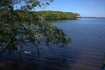 tree on the shore of  Sea
