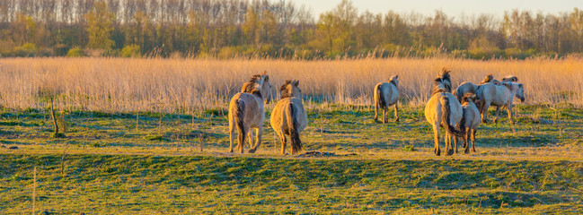 Horses in a field with reed below a blue sky in sunlight at sunrise in spring © Naj