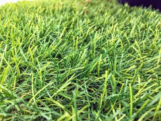 closeup of beautiful artificial lawn that looks like real blades of grass