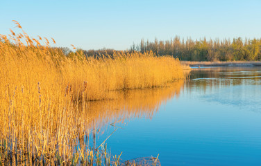 Reed along the edge of a lake below a blue sky in sunlight at sunrise in spring