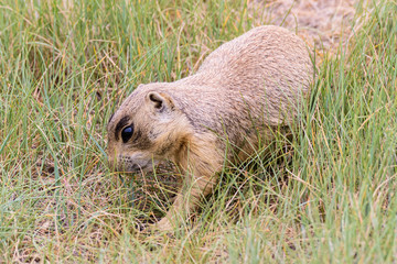 Prairie Dog Standing Near His Burrow