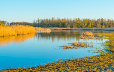 Fototapeta na wymiar Reed along the edge of a lake below a blue sky in sunlight at sunrise in spring