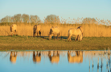 Horses in a field along the edge of a lake below a blue sky in sunlight at sunrise in spring