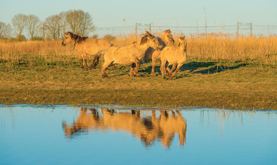 Horses in a field along the edge of a lake below a blue sky in sunlight at sunrise in spring © Naj