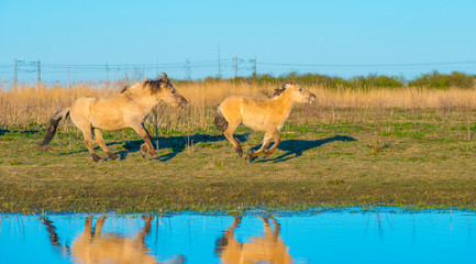 Horses in a field along the edge of a lake below a blue sky in sunlight at sunrise in spring © Naj