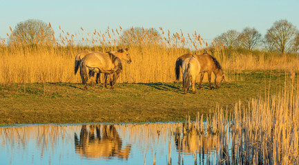 Horses in a field along the edge of a lake below a blue sky in sunlight at sunrise in spring © Naj