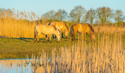 Horses in a field along the edge of a lake below a blue sky in sunlight at sunrise in spring © Naj