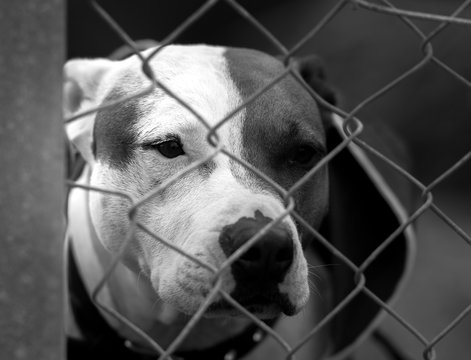Black and white photo a shelter dog, Sydney Australia