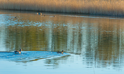 Reed along the edge of a lake below a blue sky in sunlight at sunrise in spring