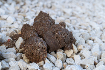 BAVOIS, SWITZERLAND - MARCH 6, 2020: Dog shit on the sand in front of Autogrill Bavois