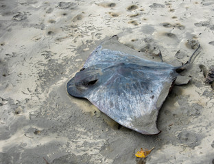 dead stingray on beach