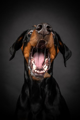 Dobermann